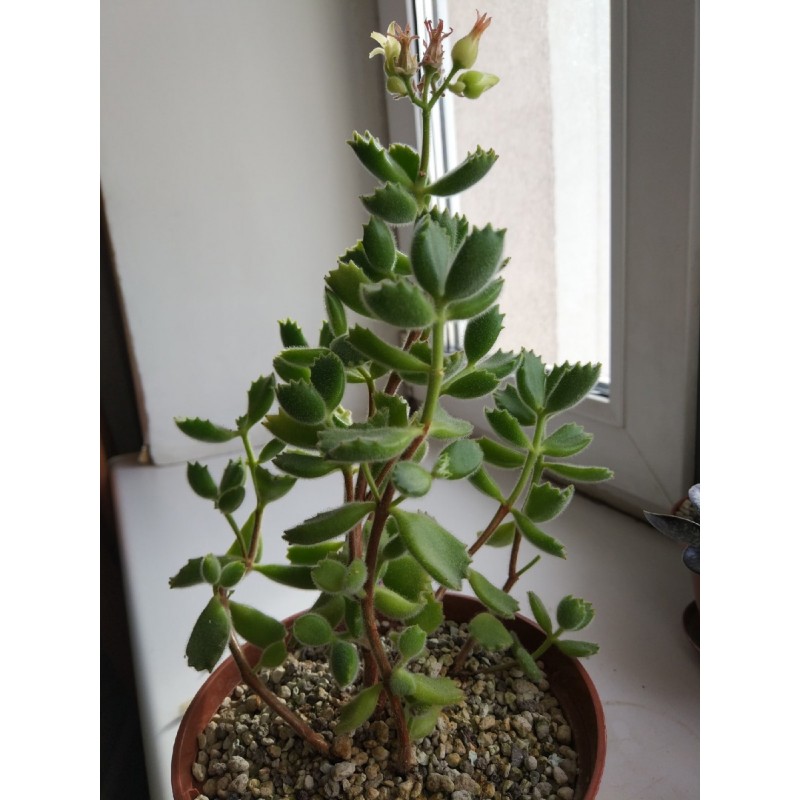 Cotyledon Cotyledon